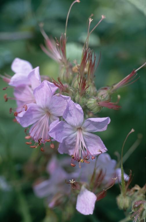 Geranium macrorrhizum