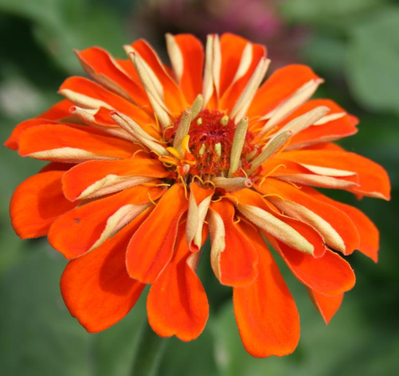 Zinnia elegans, 'State Fair', Choice Mixed Colours