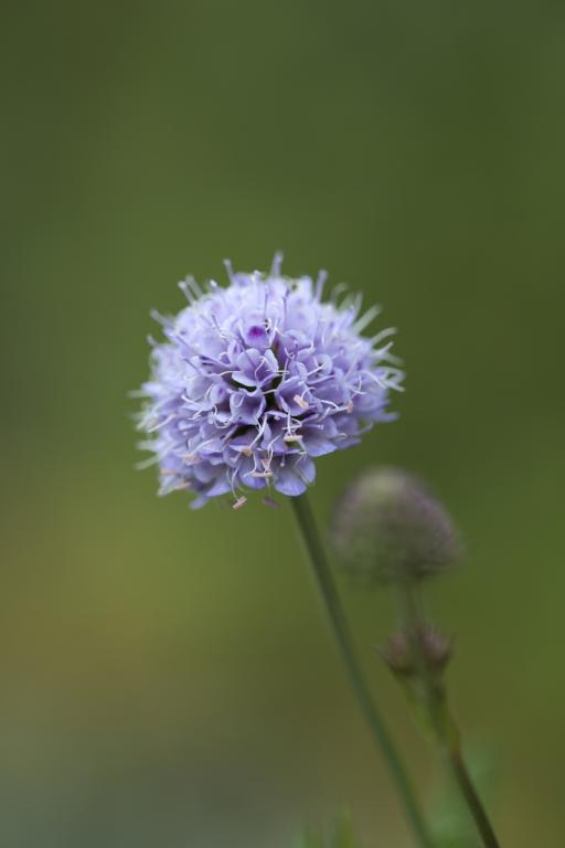 Succisa pratensis