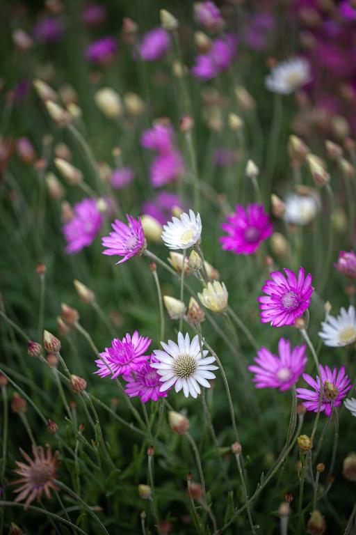 Xeranthemum annuum, 'Mixed Colours'