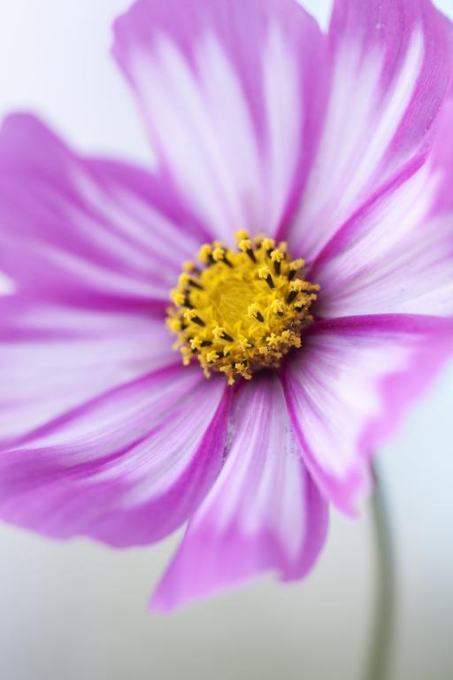 Cosmos bipinnatus, 'Candy Stripe' Mix