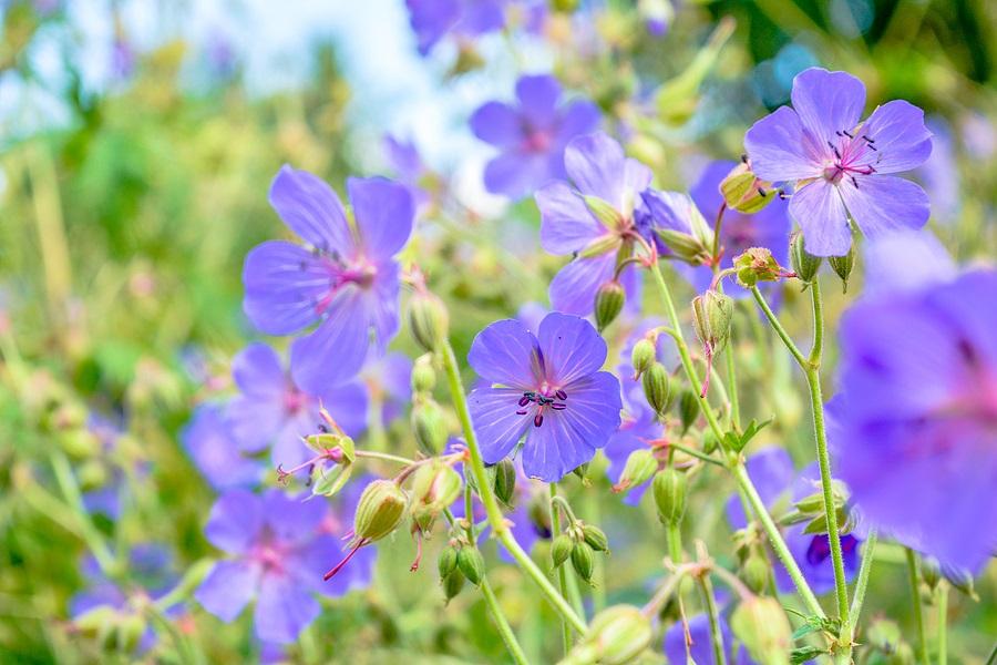 Geranium pratense, Mixed Colours