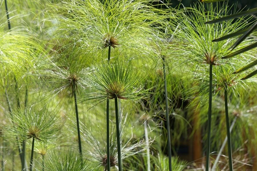 Cyperus papyrus