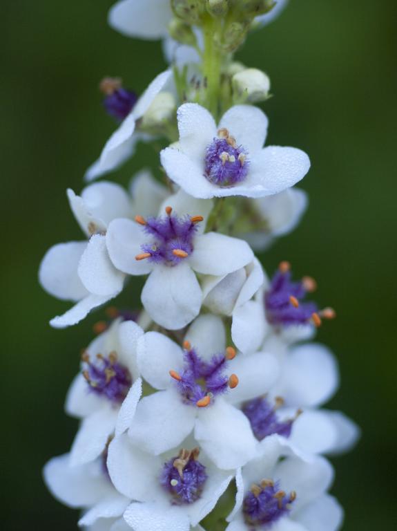 Verbascum chaixii var. album