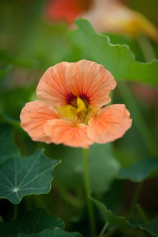 Tropaeolum minus, 'Tom Thumb' Mixed