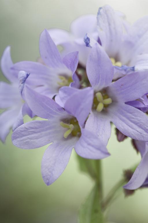 Campanula lactiflora