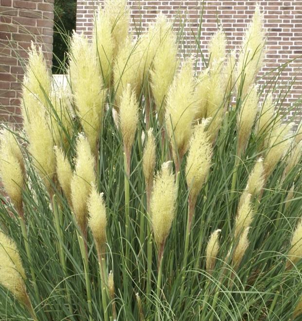 Cortaderia sellonana, 'Pampas Plume White'