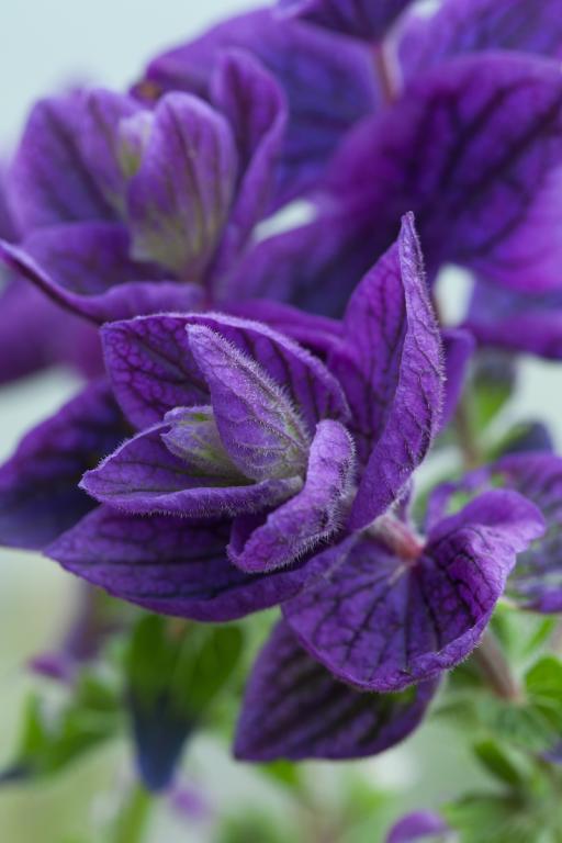 Salvia viridis, 'Oxford Blue'