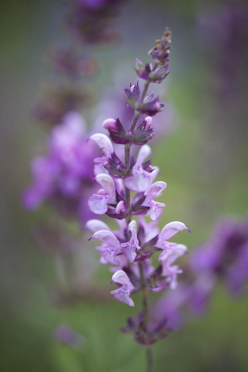 Salvia nemorosa, 'Rose Queen'