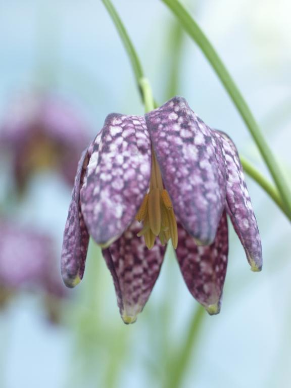 Fritillaria meleagris