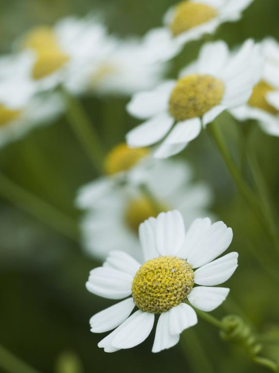 Tanacetum parthenium