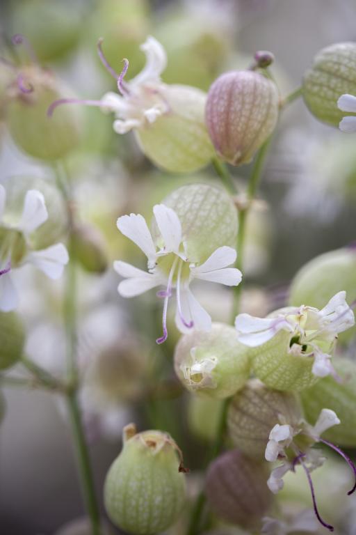 Silene vulgaris