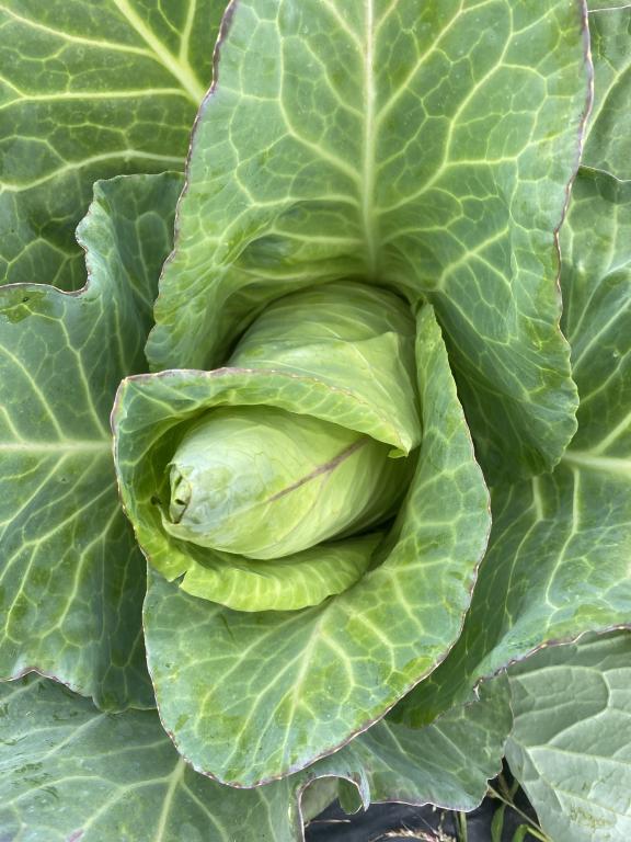 Cabbage, Spring Greens, Pointed & Sweetheart, 'Wheeler's Imperial'