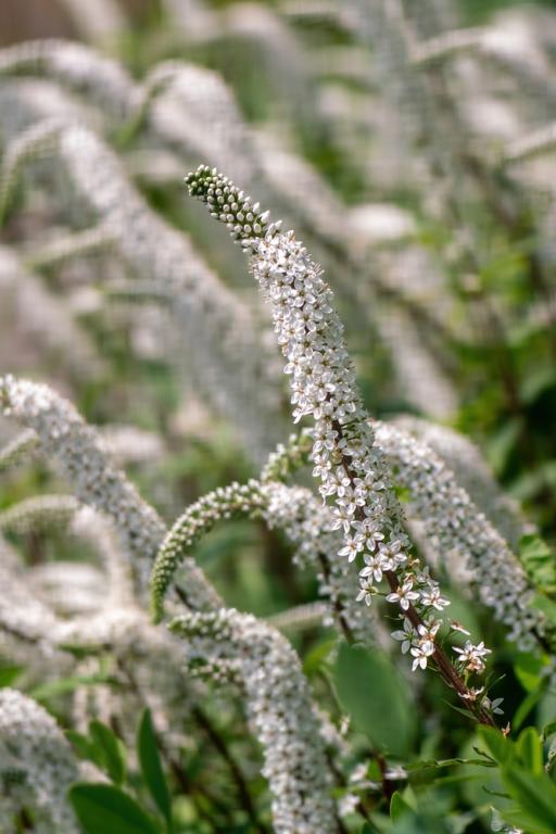 Lysimachia clethroides, 'Lady Jane'