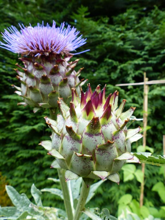 Cardoon