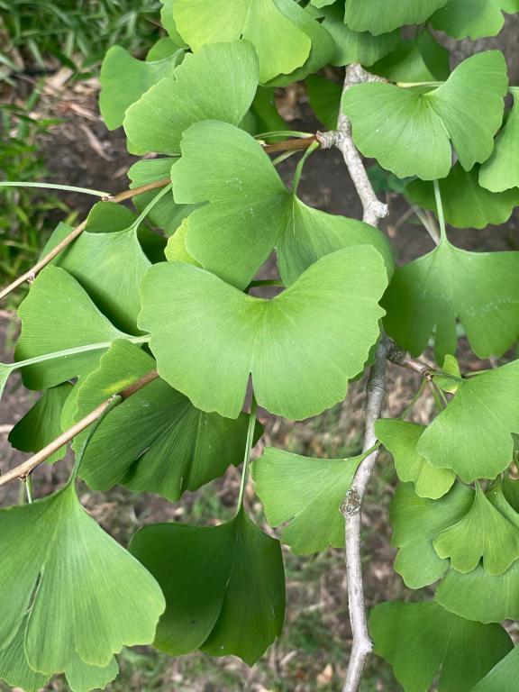 Ginkgo biloba