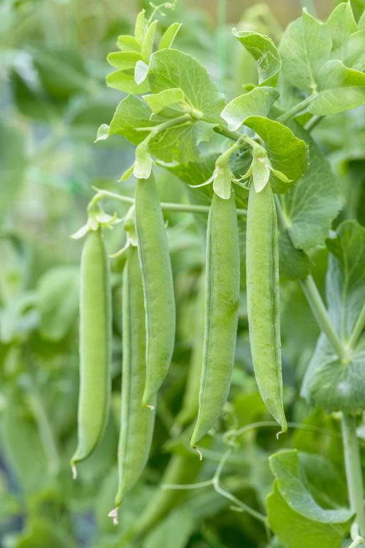 Pea, 'Early Onward'