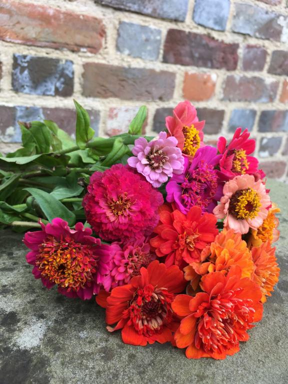 Zinnia elegans, Scabious-Flowered Mixed