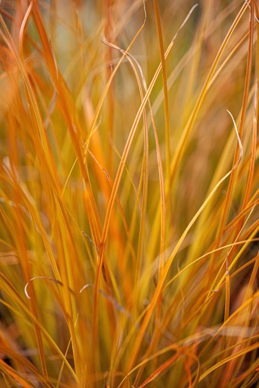 Carex testacea