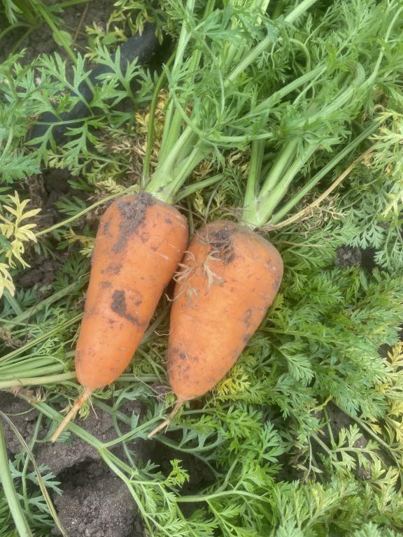 Carrot, 'Chantenay Red Cored'