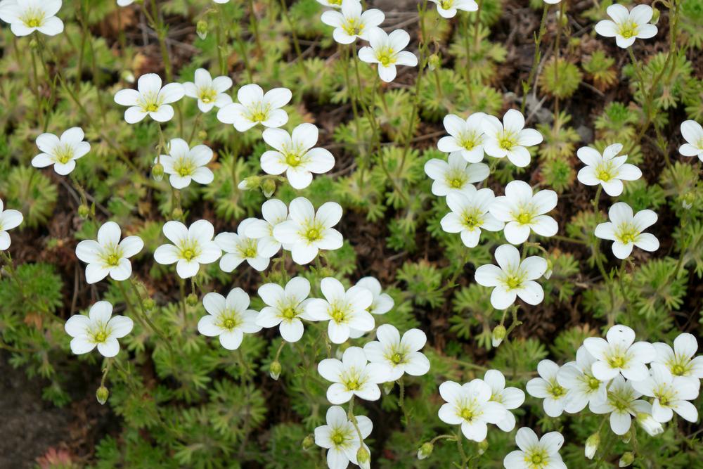 Sagina subulata