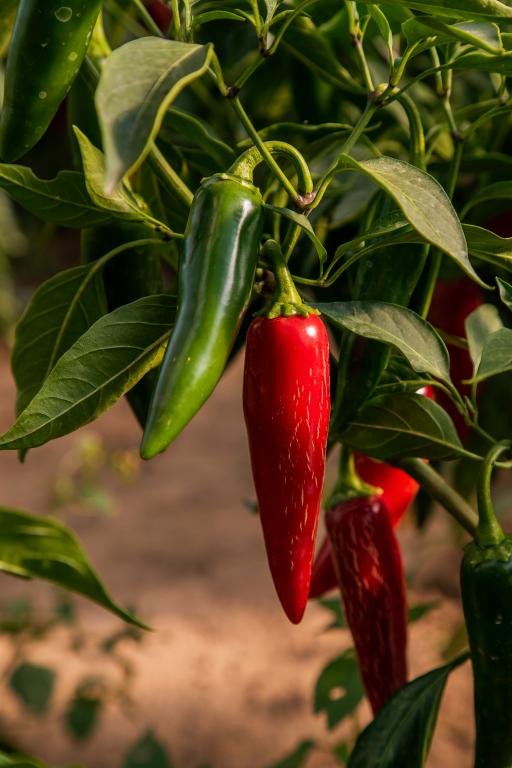 Capsicum, Chilli Pepper, 'Jalapeno'