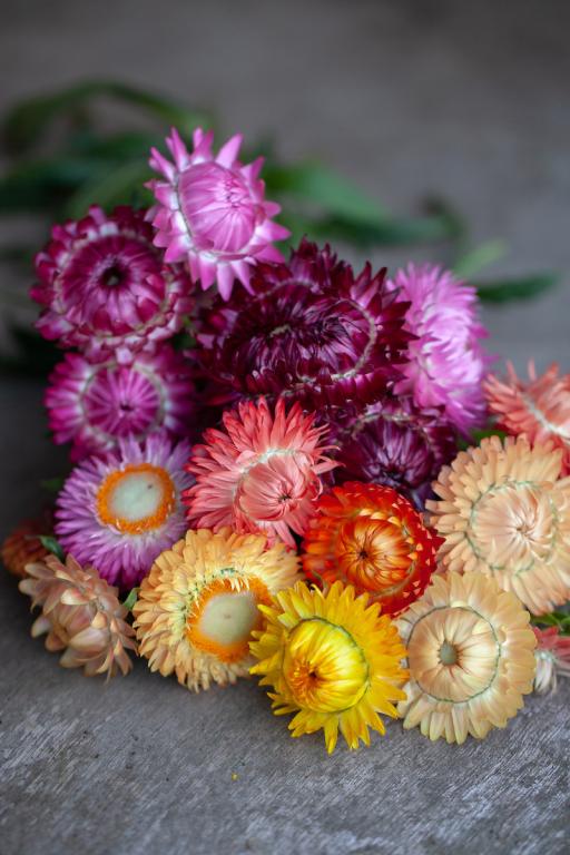 Helichrysum bracteatum, Mixed
