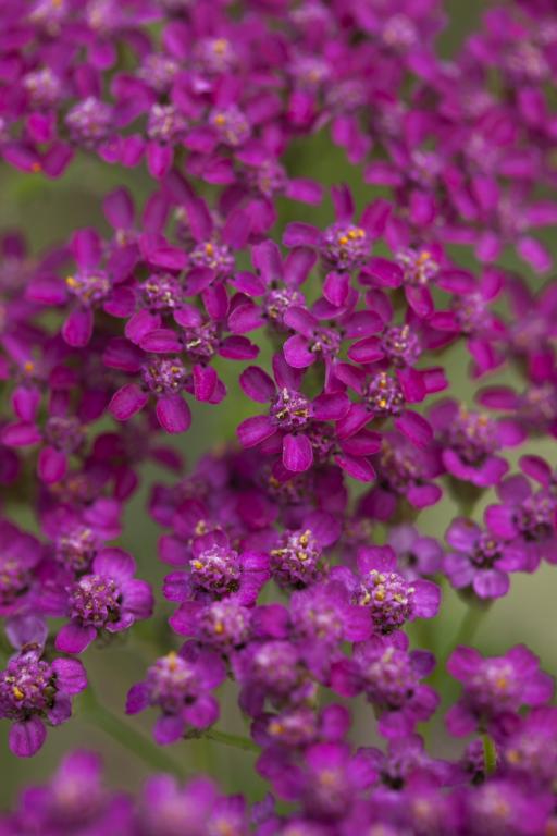 Achillea millefolium, 'Cerise Queen'