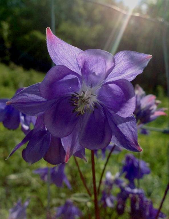 Aquilegia vulgaris, True Wild Form
