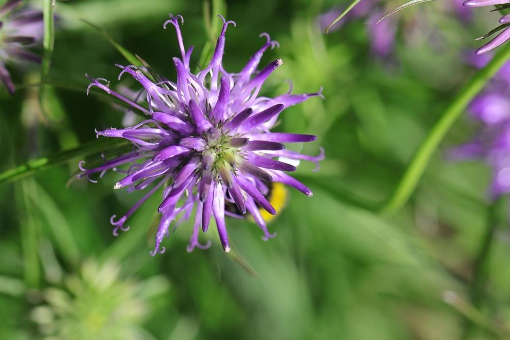 Phyteuma scheuchzeri