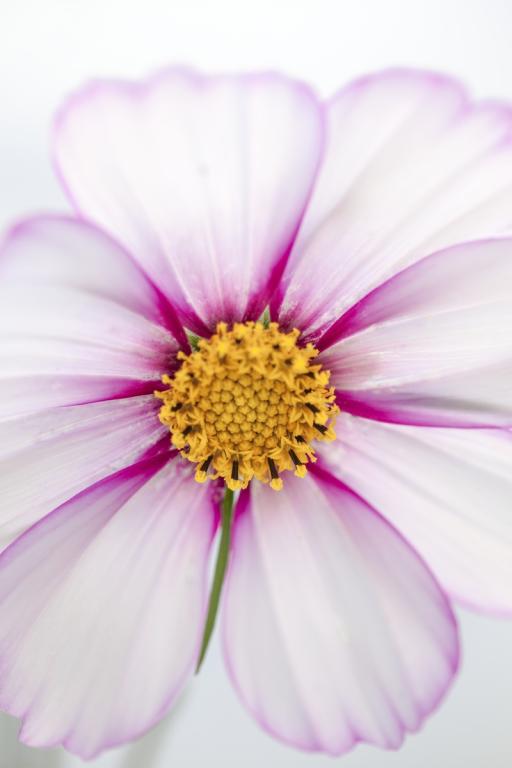 Cosmos bipinnatus, 'Picotee'