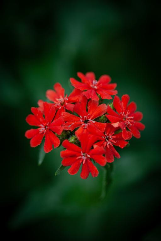 Lychnis chalcedonica