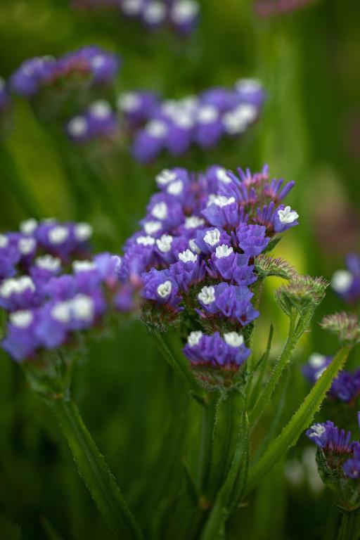 Limonium sinuatum, 'Pacific' Mixed