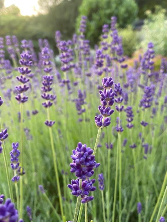 Lavandula angustifolia