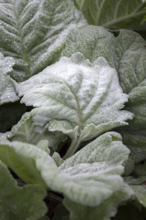 Salvia argentea