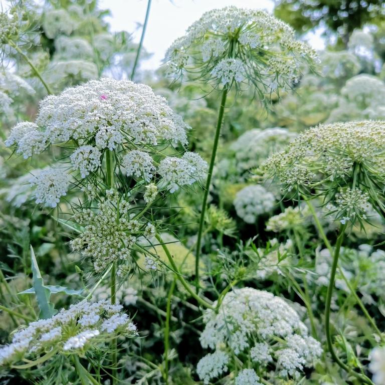 Ligusticum scoticum
