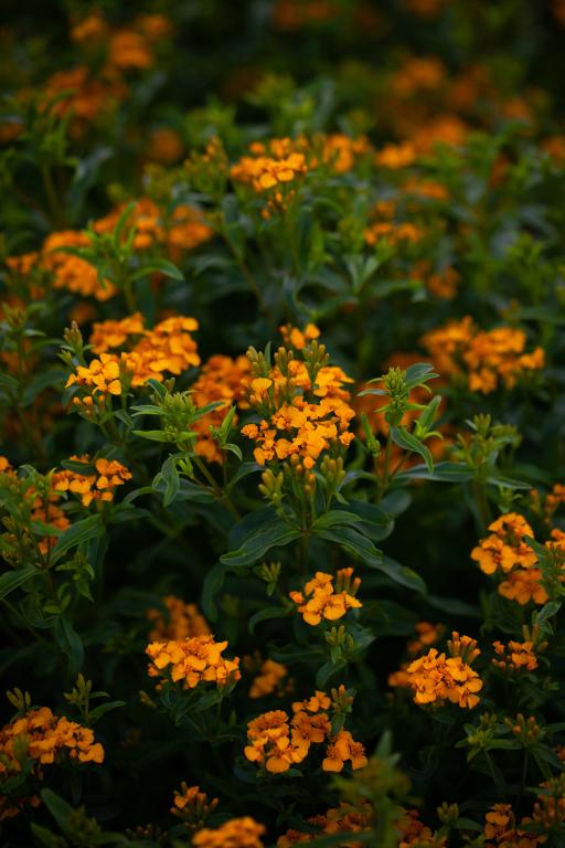 Tagetes lucida, 'Sweet Mace'