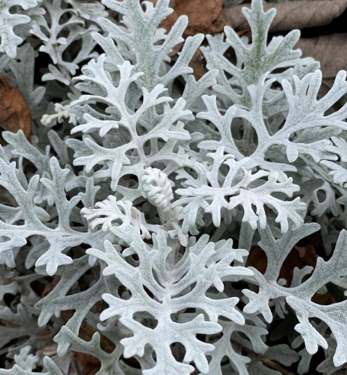 Senecio cineraria, 'Silverdust'