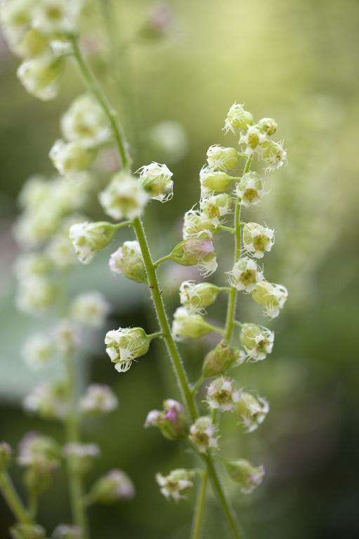 Tellima grandiflora