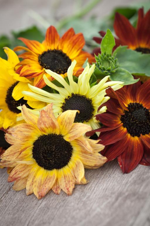 Helianthus annuus, Cut Flower Formula Mixed