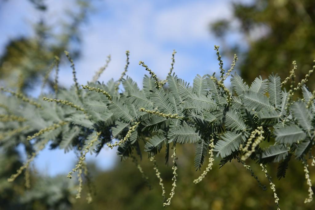 Acacia baileyana