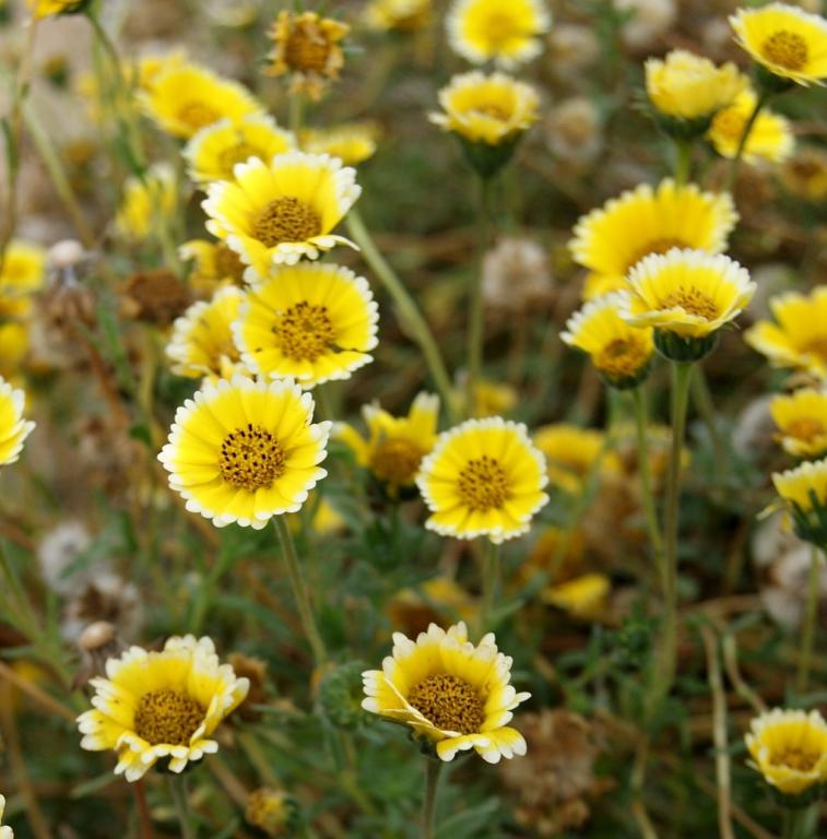 Layia elegans