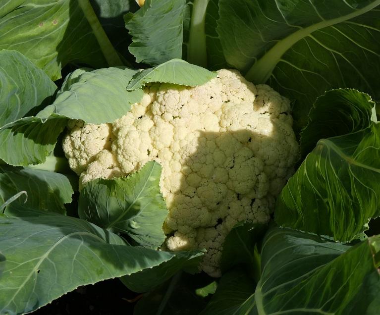 Cauliflower, 'All the Year Round'