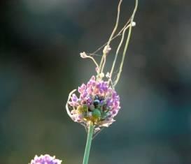 Allium ampeloprasum (Bulbils)
