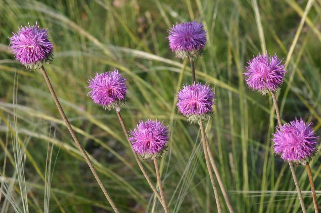 Jurinea mollis
