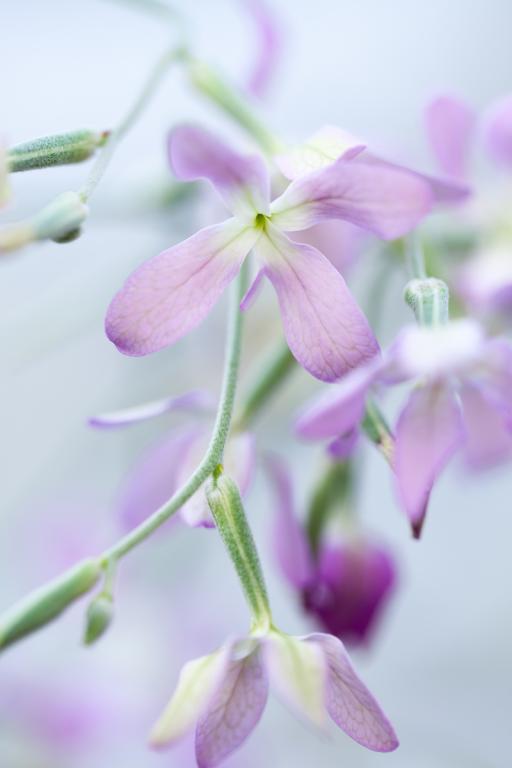 Matthiola longipetala