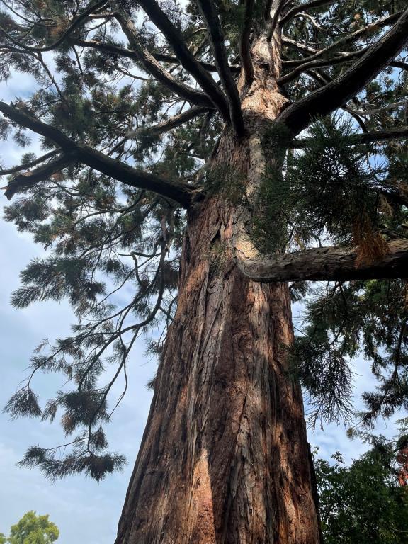 Sequoiadendron gigantea