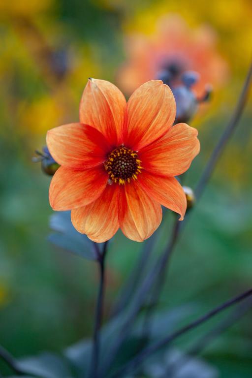 Dahlia, 'Bishop's Children'