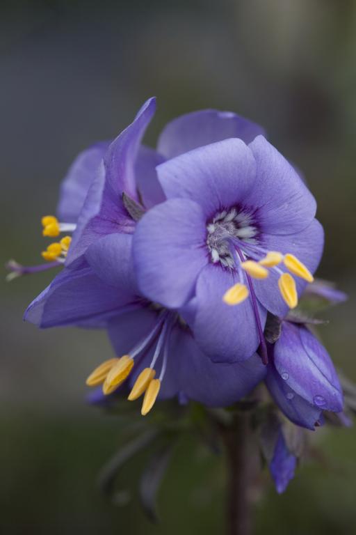 Polemonium yezoense hidakanum, 'Purple Rain'