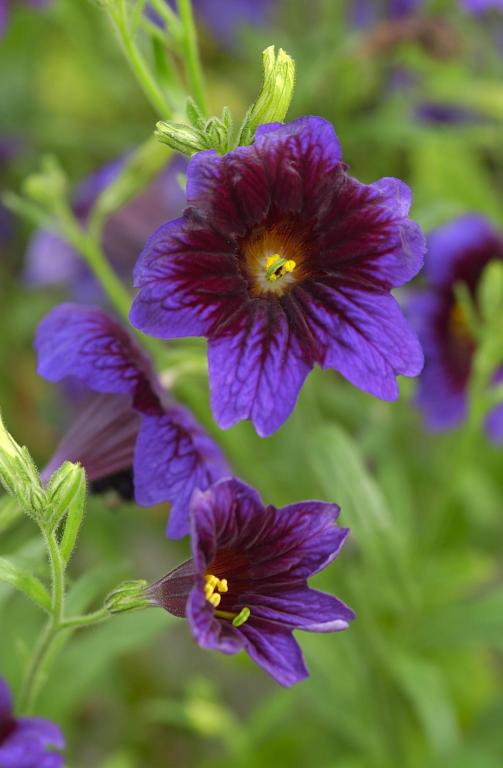 Salpiglossis sinuata, 'Kew Blue'